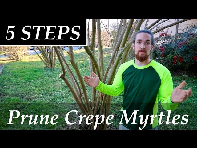 How to Prune Crepe Myrtle for the Best Blooms How to Prune Crepe Myrtle for the Best Blooms