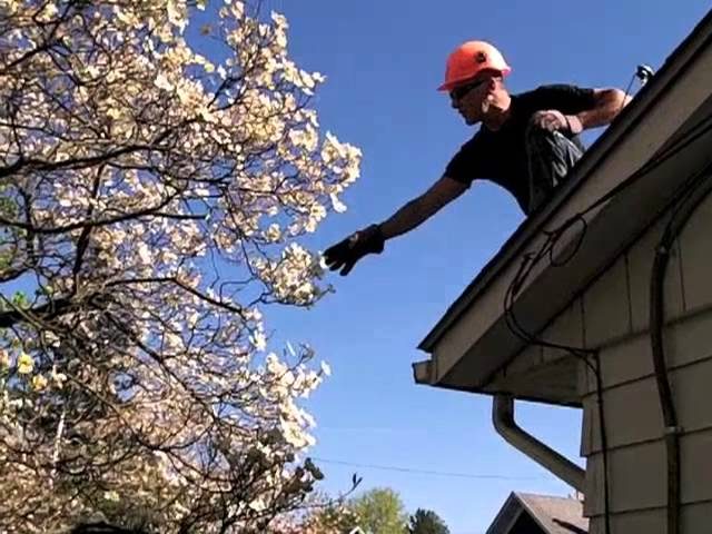 How to Prune a Dogwood Tree