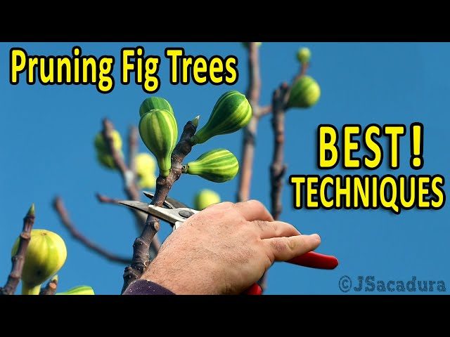 How to Prune a Fig Tree