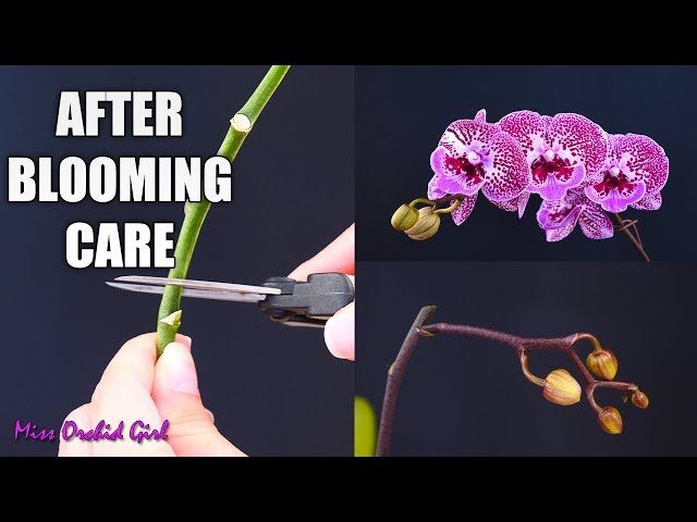 How to Prune Orchids for Optimal Growth