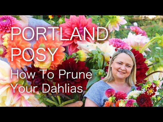 How to Prune Dahlia for Optimal Growth