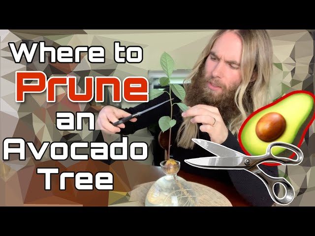 How to Prune an Avocado Plant