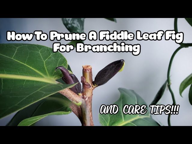 How to Prune Your Fiddle Leaf Fig