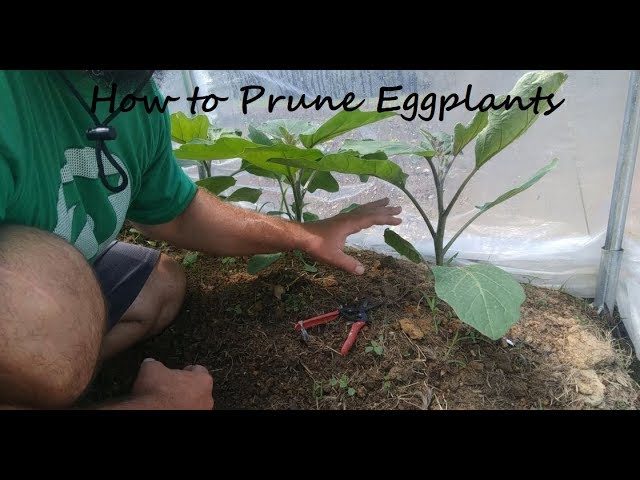 How to Prune Eggplant for the Best Harvest How to Prune Eggplant for the Best Harvest