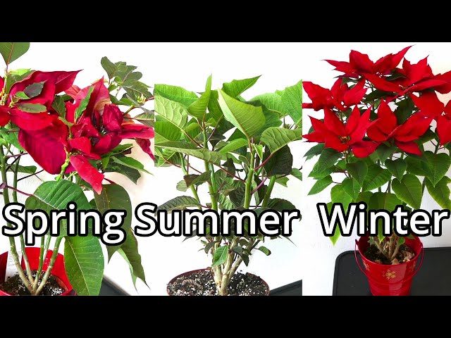 How to Prune a Poinsettia for Optimal Growth