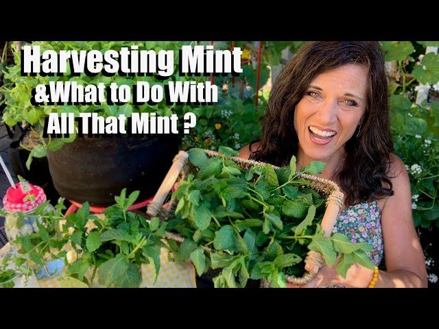 How to Prune Mint for a Fresh and Flavorful Herb How to Prune Mint for a Fresh and Flavorful Herb