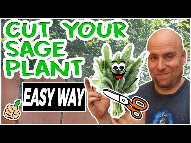 How to Prune Sage for the Best Flavor