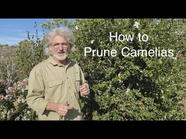 How to Prune Camellias