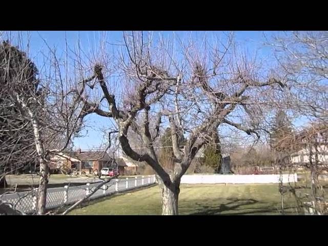 How to Prune Old Apple Trees