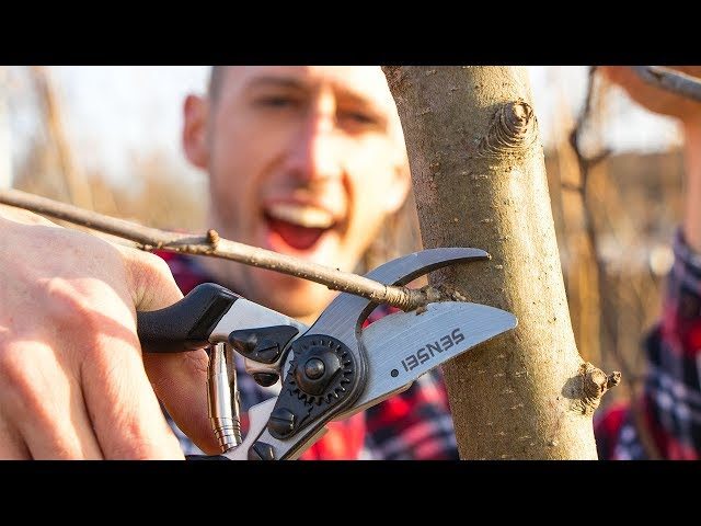 How to Prune an Apple Tree Diagram