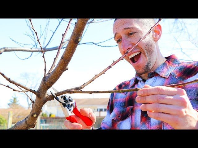 How to Prune a Peach Tree