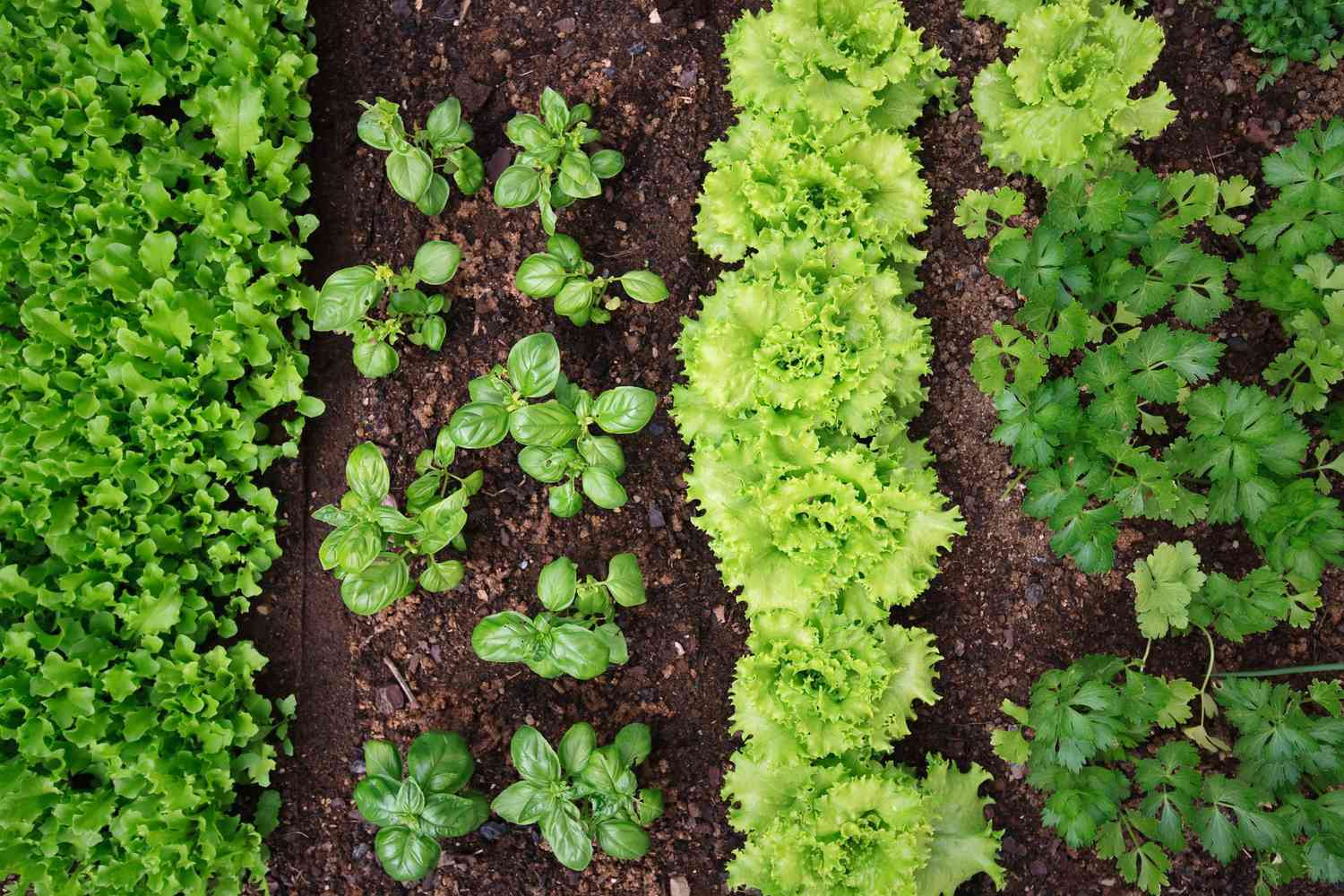 Backyard Vegetable Garden Hacks: Boost Your Harvest with These Tips Backyard Vegetable Garden Hacks: Boost Your Harvest with These Tips