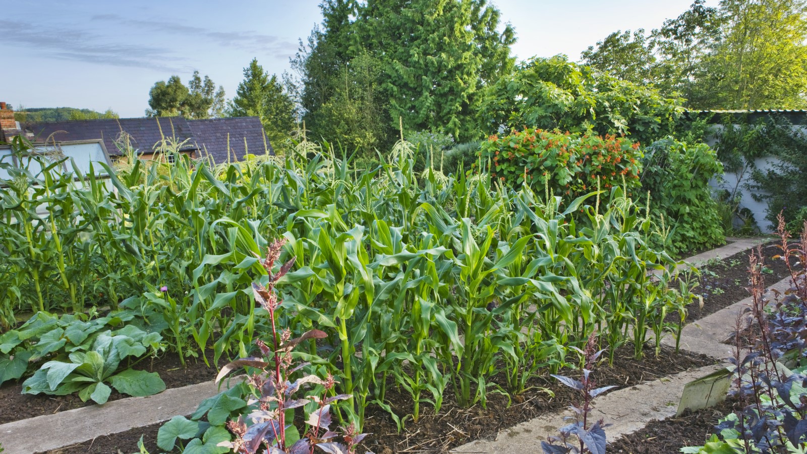backyard vegetable garden
