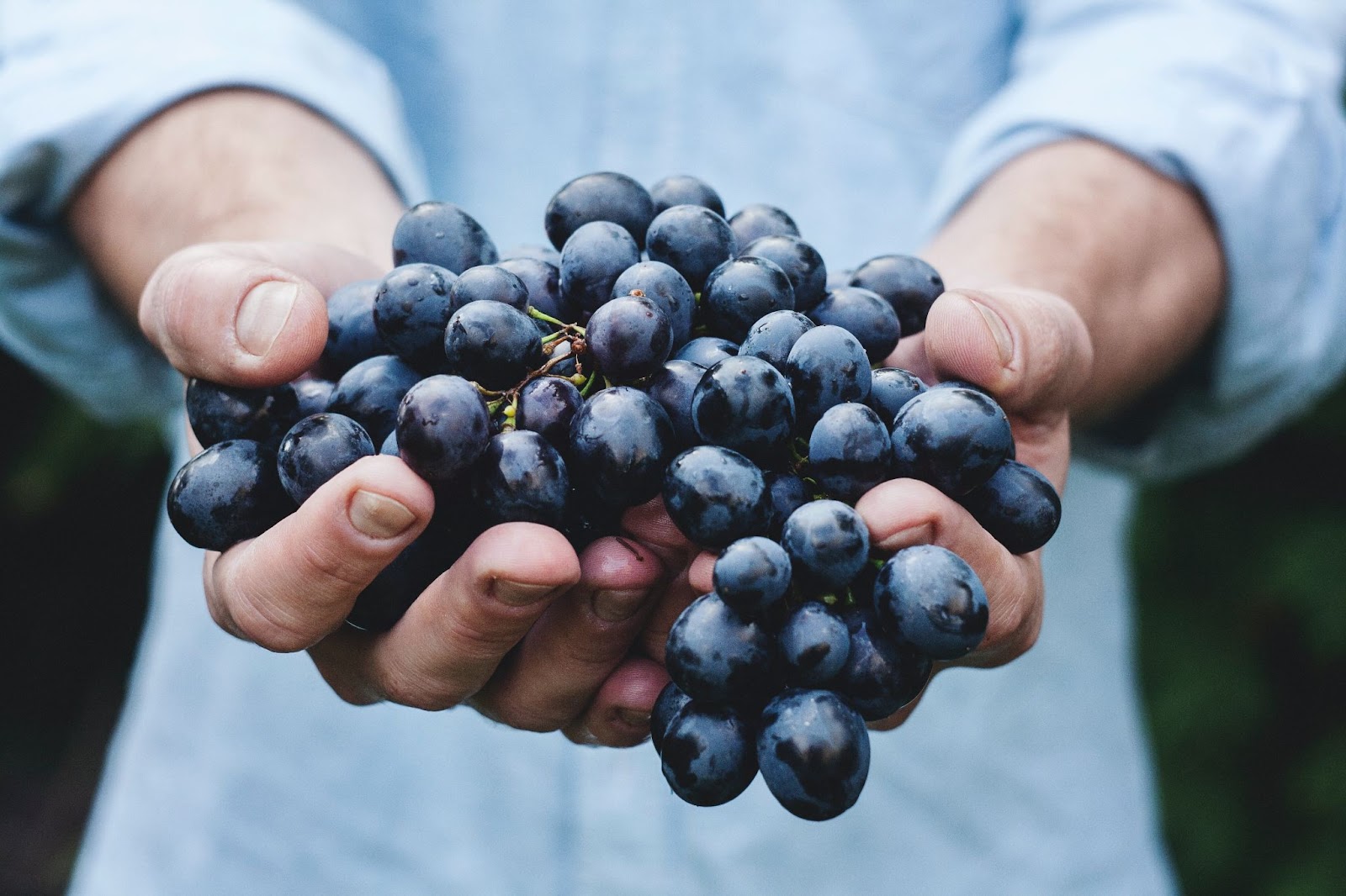 The Art of Growing Grapes in Your Backyard: From Vine to Wine The Art of Growing Grapes in Your Backyard: From Vine to Wine