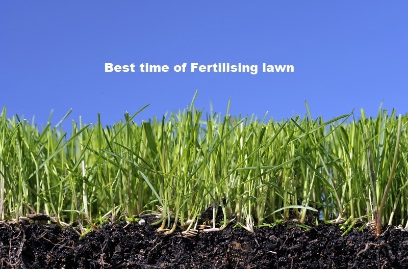 Fertilising lawn