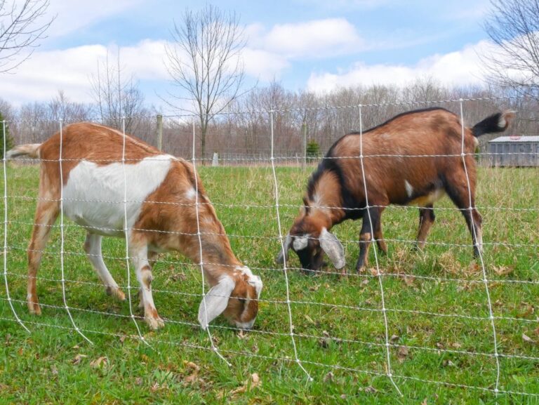 Best Electric Fence for Goats to Curb Them From Climbing Back Yard