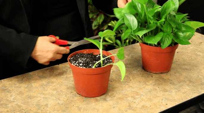 how-to-propagate-pothos-2880964