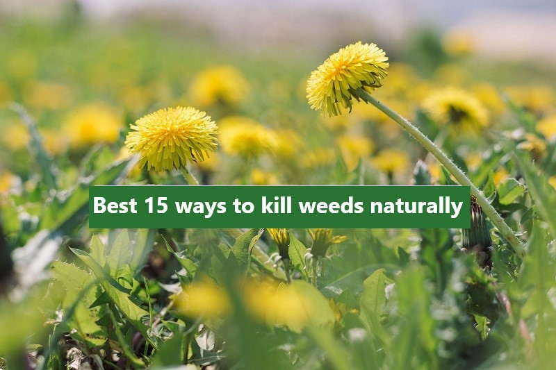 best-ways-to-kill-weeds-naturally-5820830