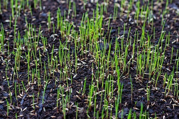 growing-grass
