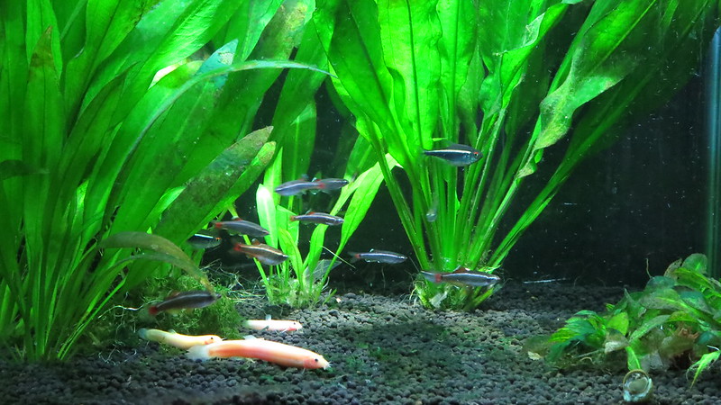 How to Select Substrate for Planted Aquariums - The Tye-Dyed Iguana - Reptiles and Reptile Supplies in St. Louis.