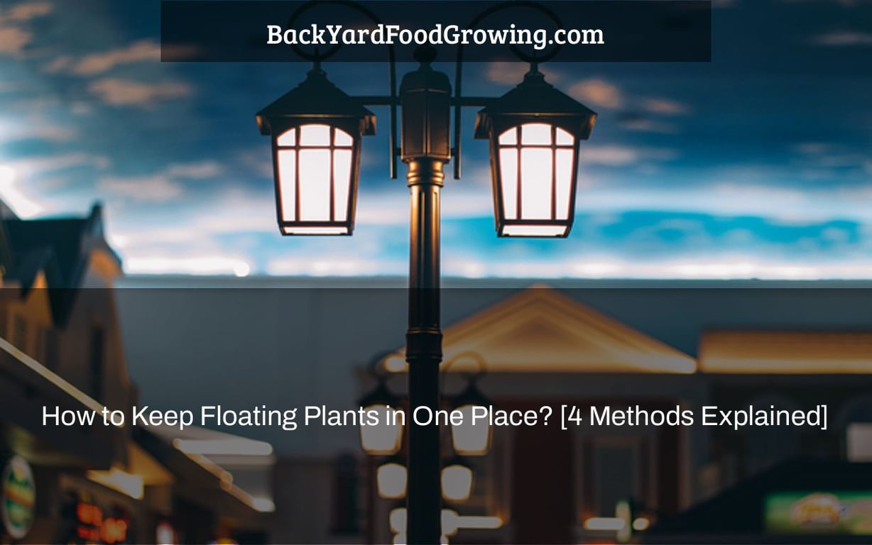 How to Keep Floating Plants in One Place? [4 Methods Explained]