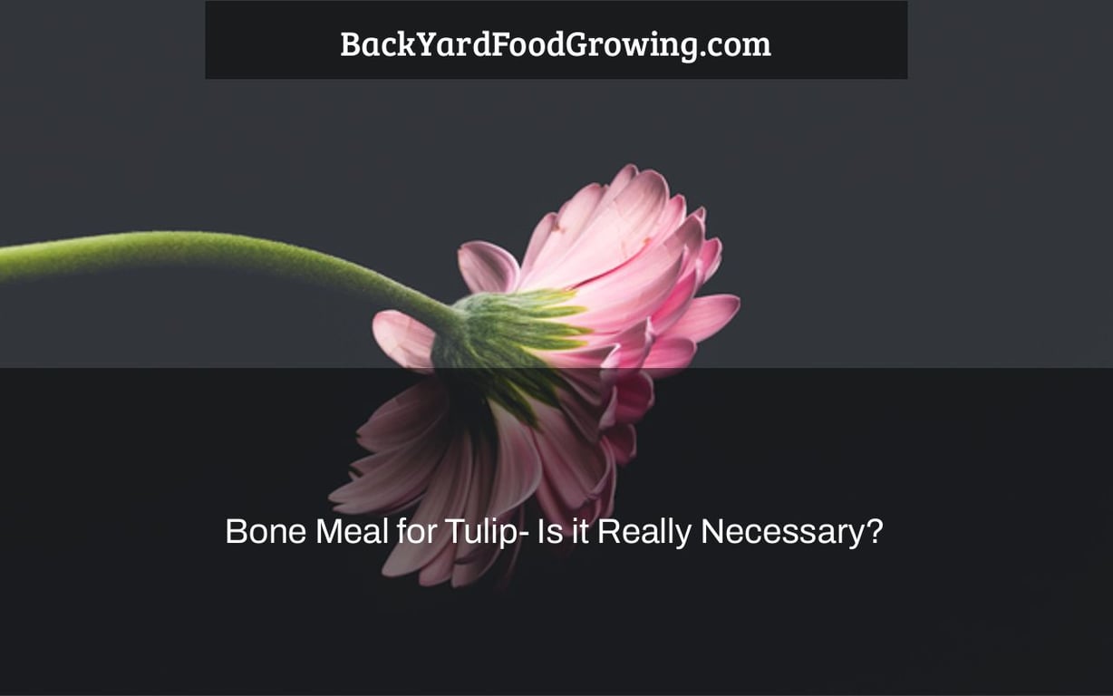 Bone Meal for Tulip- Is it Really Necessary? Bone Meal for Tulip- Is it Really Necessary?