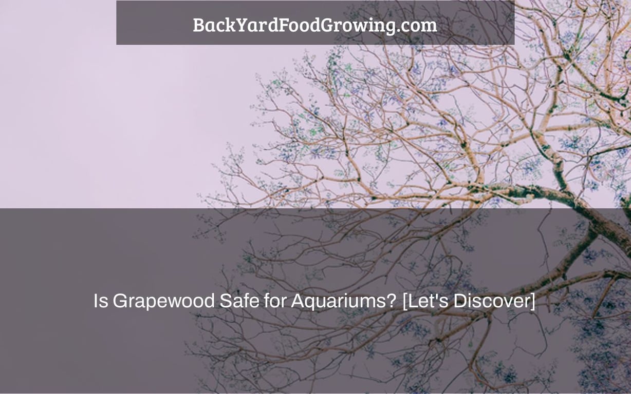 Is Grapewood Safe for Aquariums? [Let’s Discover]