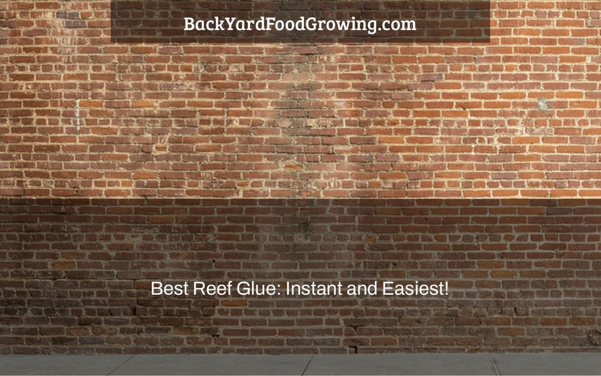 Best Reef Glue: Instant and Easiest!
