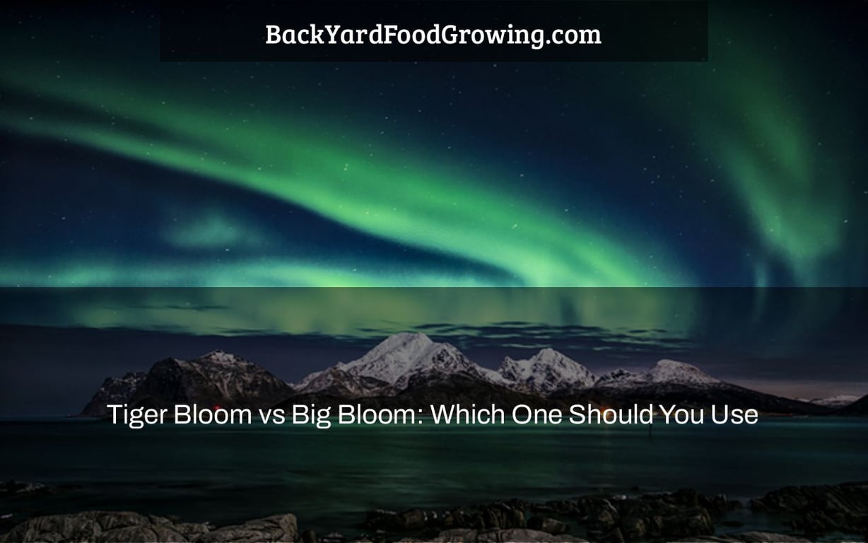 Tiger Bloom vs Big Bloom: Which One Should You Use Tiger Bloom vs Big Bloom: Which One Should You Use