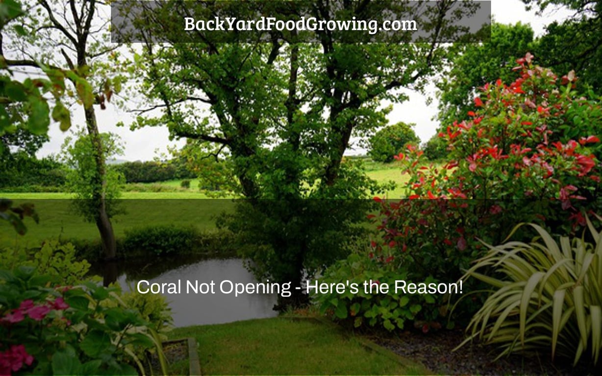 Coral Not Opening – Here’s the Reason! Coral Not Opening – Here’s the Reason!