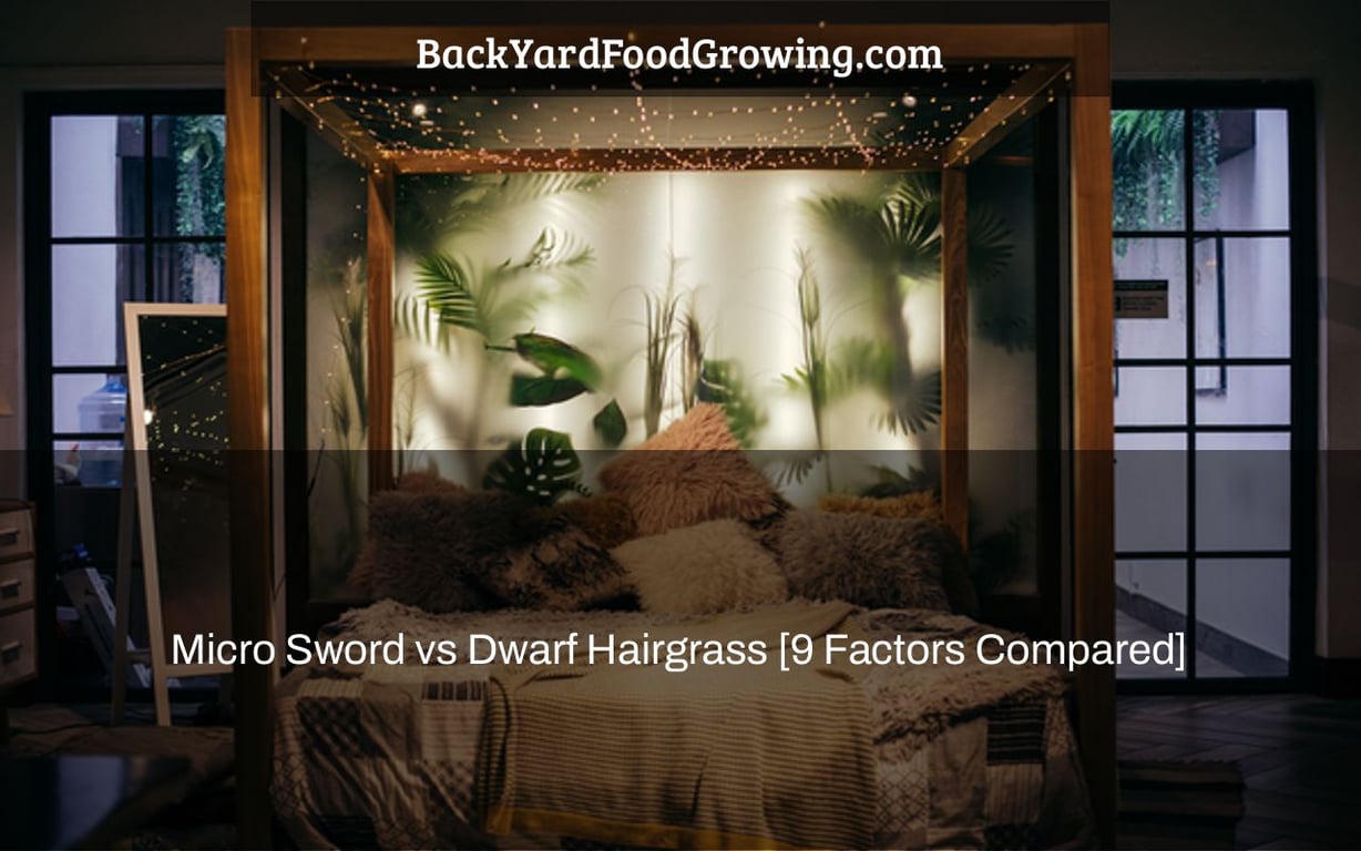 Micro Sword vs Dwarf Hairgrass [9 Factors Compared]