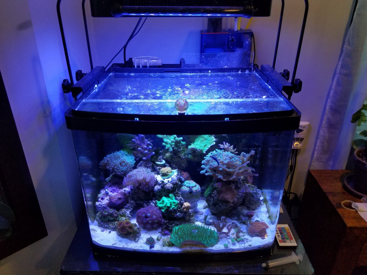 Biocube Dosing Setup | REEF2REEF Saltwater and Reef Aquarium Forum