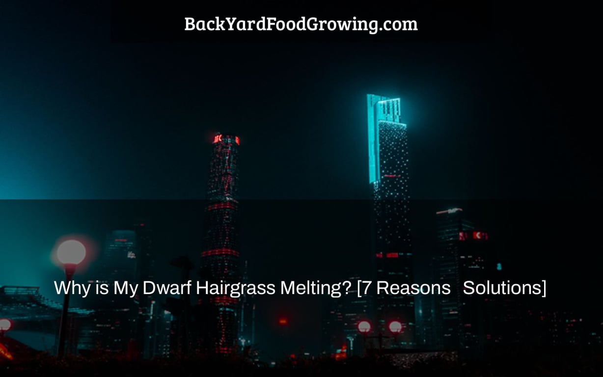 Why is My Dwarf Hairgrass Melting? [7 Reasons + Solutions]