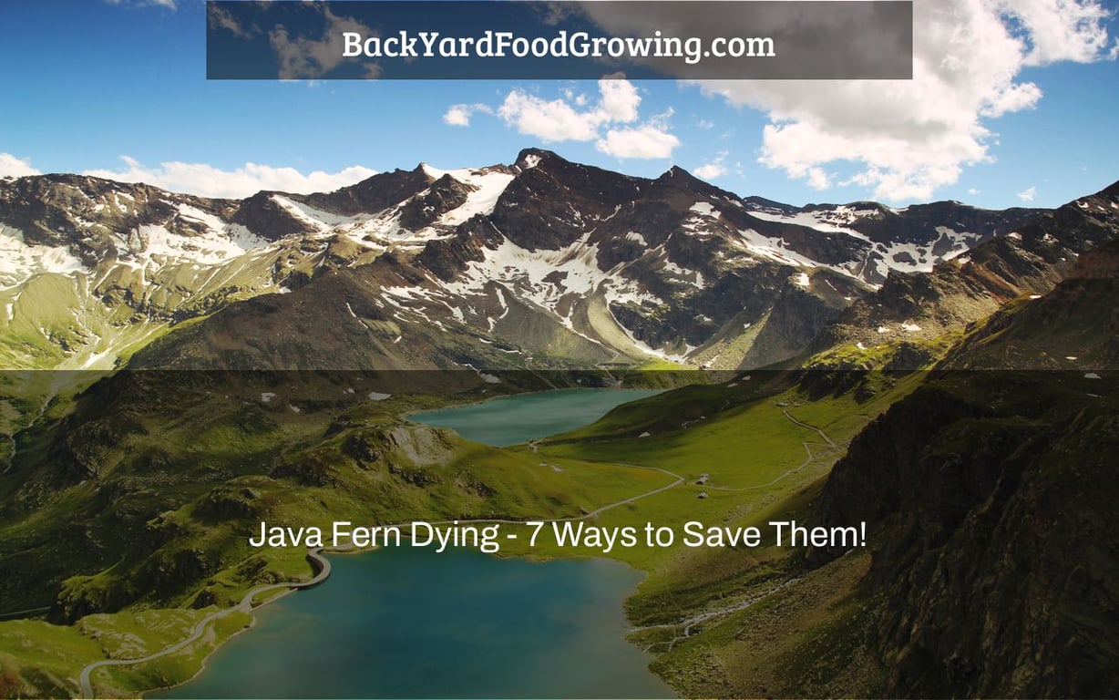 Java Fern Dying – 7 Ways to Save Them!
