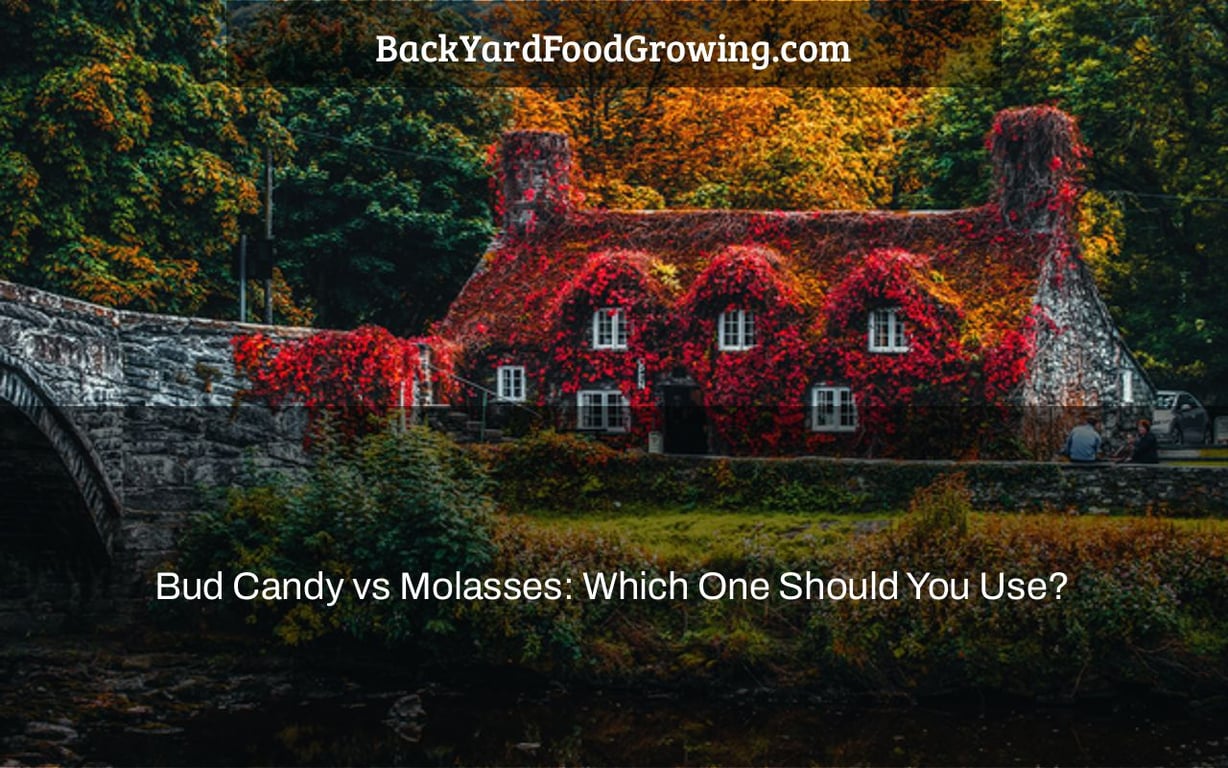 Bud Candy vs Molasses: Which One Should You Use? Bud Candy vs Molasses: Which One Should You Use?