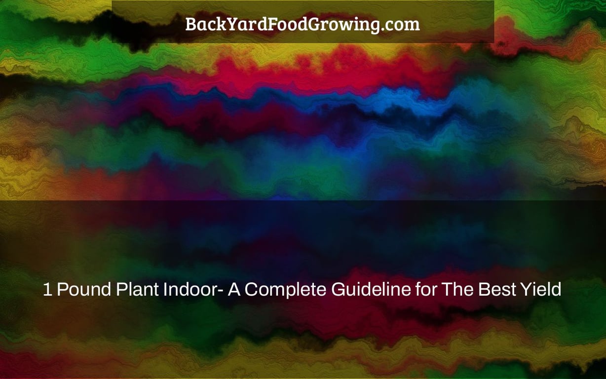 1 Pound Plant Indoor- A Complete Guideline for The Best Yield 1 Pound Plant Indoor- A Complete Guideline for The Best Yield
