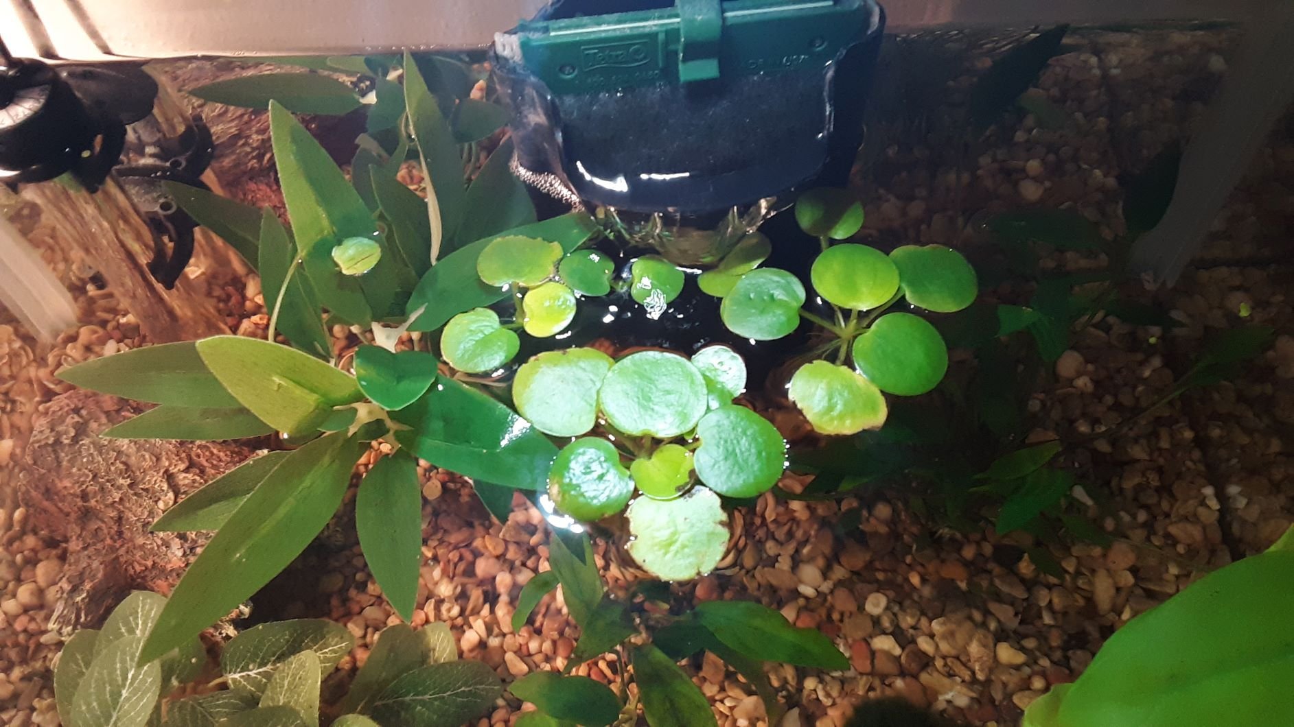 Frogbit dying in one tank but not the other | Aquatic Plant Forum