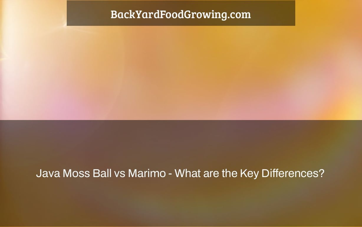 Java Moss Ball vs Marimo – What are the Key Differences? Java Moss Ball vs Marimo – What are the Key Differences?