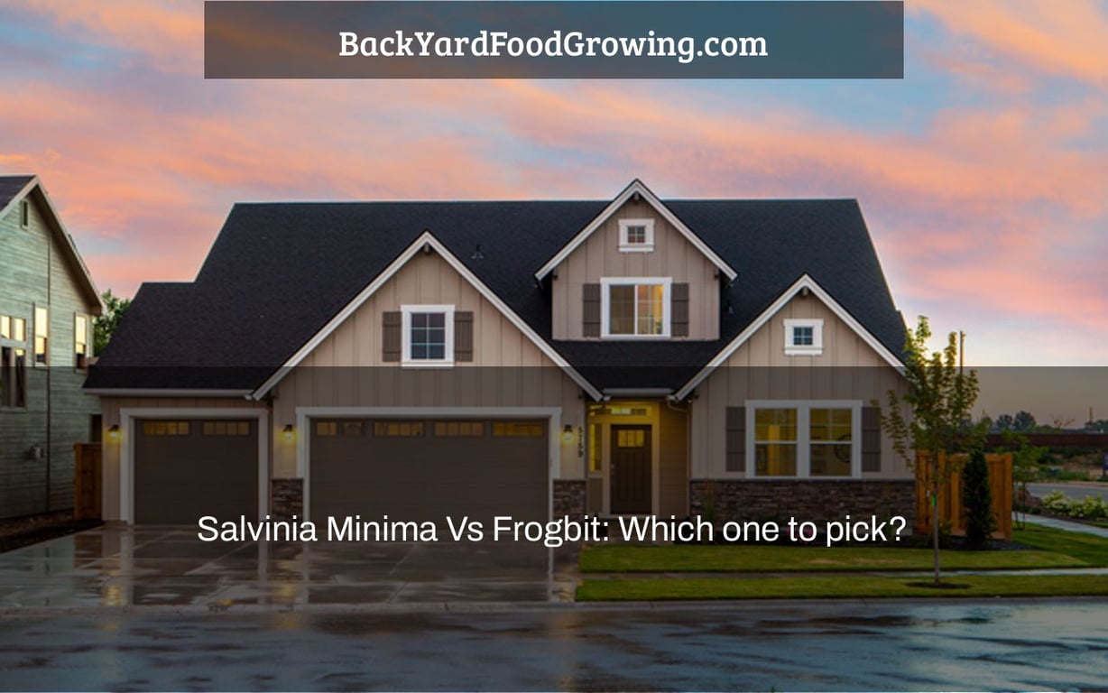 Salvinia Minima Vs Frogbit: Which one to pick? Salvinia Minima Vs Frogbit: Which one to pick?