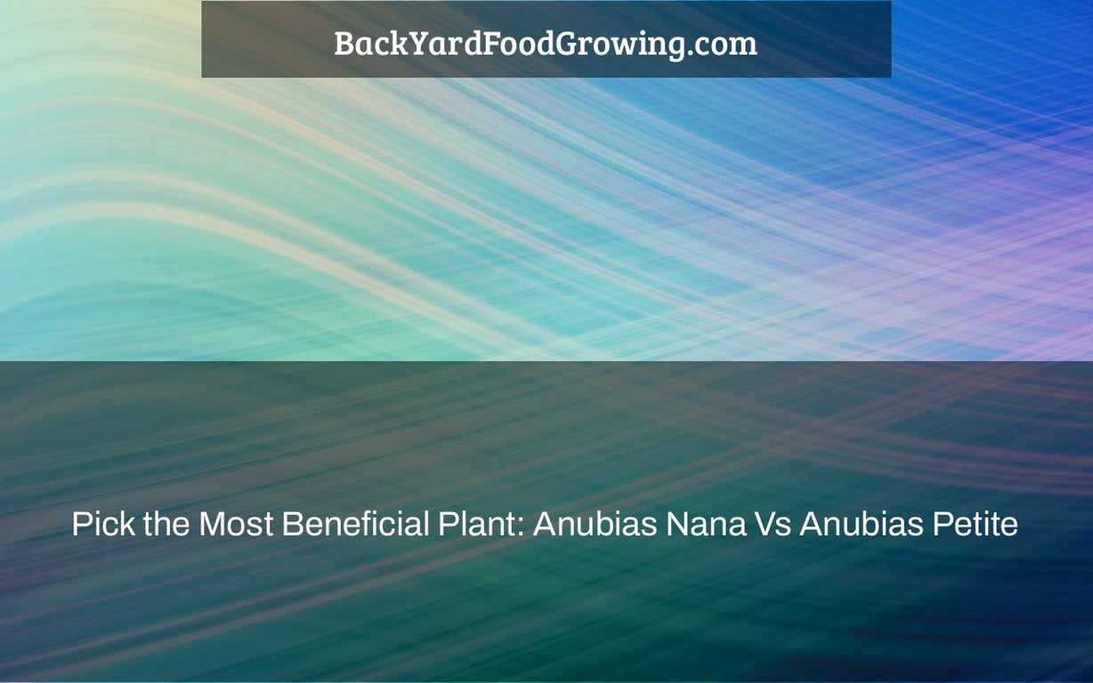 Pick the Most Beneficial Plant: Anubias Nana Vs Anubias Petite Pick the Most Beneficial Plant: Anubias Nana Vs Anubias Petite