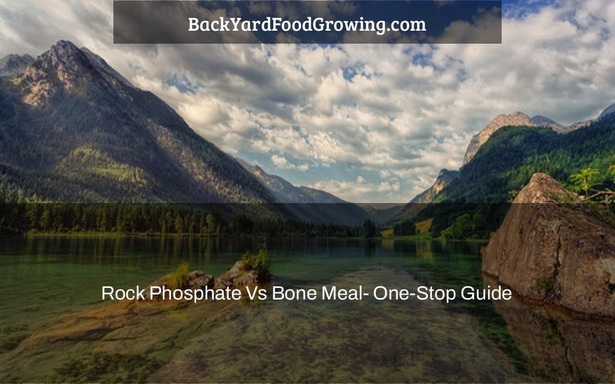 Rock Phosphate Vs Bone Meal- One-Stop Guide Rock Phosphate Vs Bone Meal- One-Stop Guide