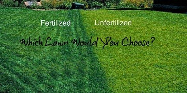 fertilising-lawn-2986298-3751429-9194356