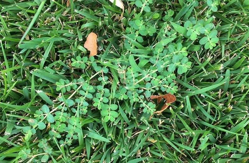 killing-weeds-naturally-1-6279140-2895070-2442981